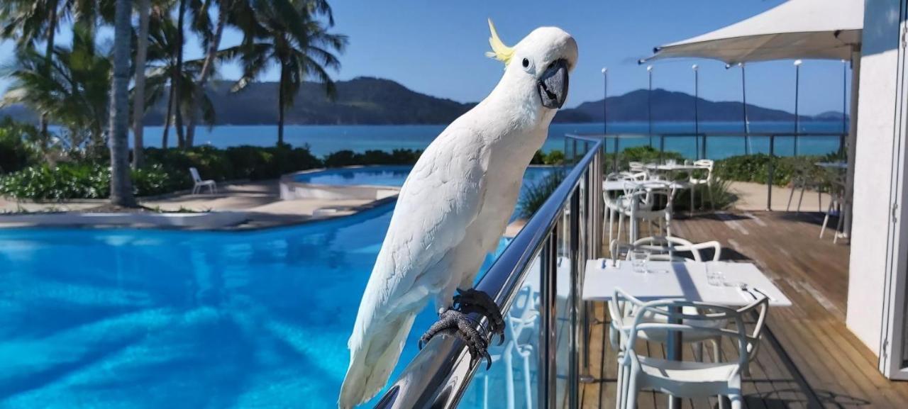 Casuarina Cove 13 On Hamilton Island By Hamorent Dış mekan fotoğraf
